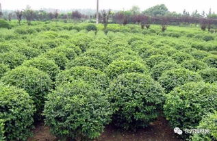 种植技巧，一点一滴