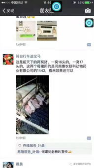 母猪怀孕前后疫苗怎么打？真的搞懂了吗