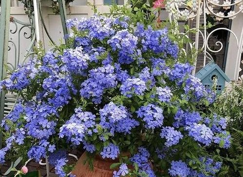 苗子晒蔫了咋办？选“丑”的苗子