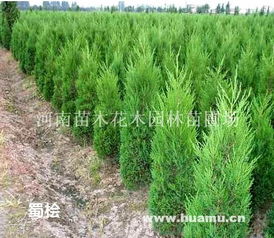 抹芽：芽儿的舞蹈