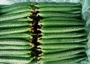 防治黄瓜蚜虫，我有妙招！