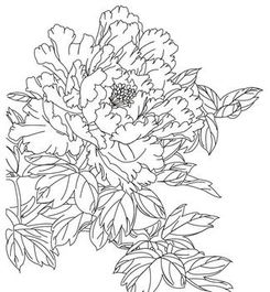 零基础如何画牡丹花线条？高手教你几招