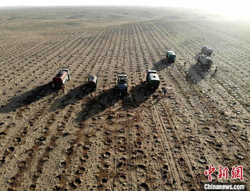 甘肃治沙队的成功经验：流动沙丘上的补血草