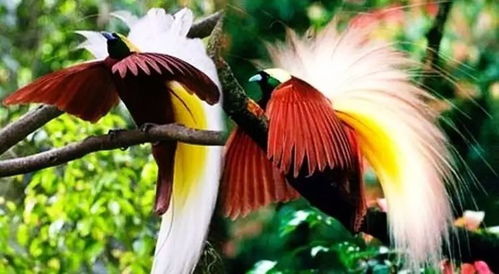 如何轻松养护又健康又美丽的天堂鸟？