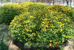 棣棠种植小知识：一平方米种多少株？