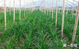 使用甲霜灵锰锌的小技巧