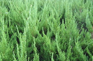 如何同过侧柏幼苗培育技术，科学有效地提高侧柏苗木的成活率和生长速度？