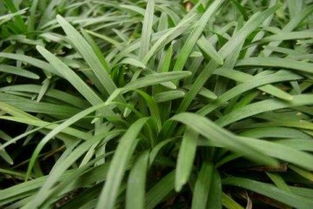 玉龙草草坪的寿命：长久的传说与真实