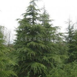 二、 6公分雪松：小苗初长成