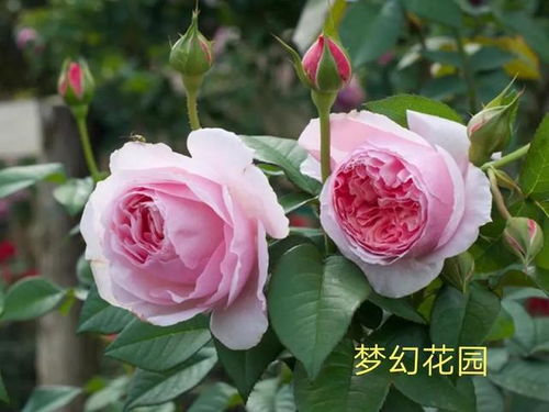 花友们的推荐， 听听他们的意见