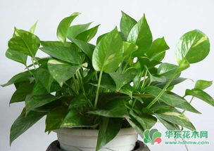 绿萝繁殖埋茎：先挖取健康茎段