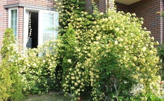 石竹花：冬日里的亮丽风景