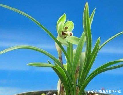 给兰花浇花，重点浇根部