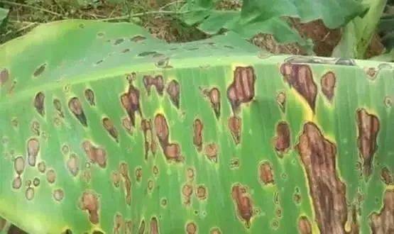 铜制剂农药的神奇与凶险