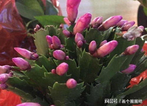 蟹爪莲花骨朵掉落怎么办？如何挽救即将凋零的花朵