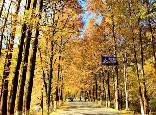 但为什么有些地方种了夹竹桃还是效果不好？