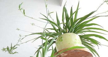 那些让人意外的“致命植物”