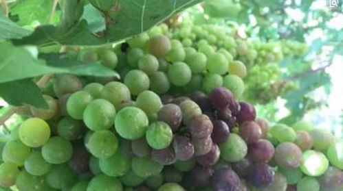 科学喷施，间隔多久合适？