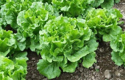 绿色农药的选择