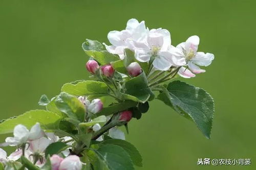 春季北方种花避倒春寒的小技巧