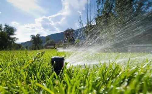 夏季草坪浇水那些事儿