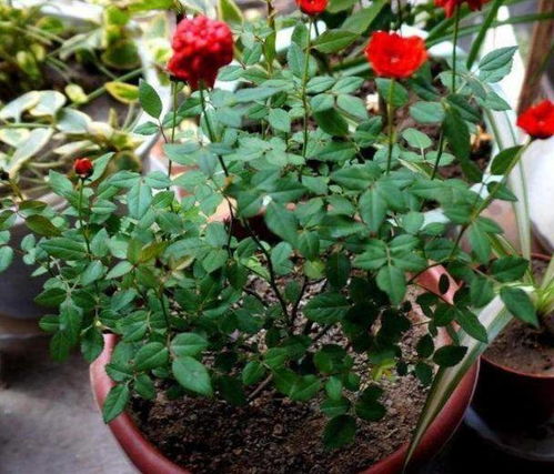 扦插月季：选择枝条是关键