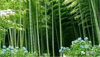 竹子为何突然变黄？生长环境出了问题