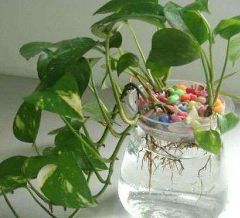 绿萝气根修剪，就是给绿萝剪个头发？