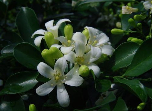 千里香茶花养护指南：轻松打造花香满屋的家居绿洲
