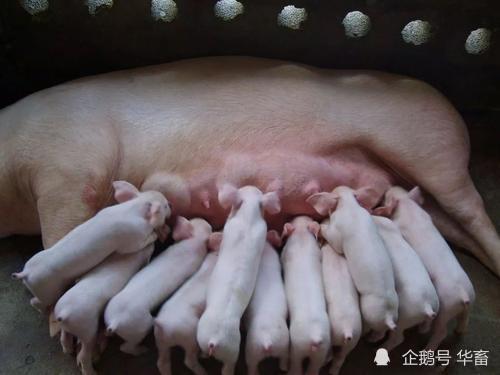 母猪产后护理的关键点，你掌握了吗