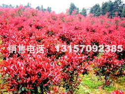 红叶石楠种植基地探秘：哪个地区Zui好？哪个基地推荐？