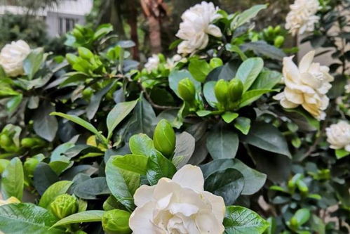 北方家庭养大叶栀子花的五大诀窍