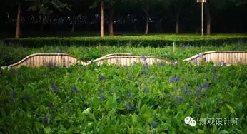 高羊茅， 耐旱耐寒的坚强战士