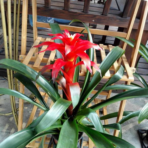 鸿运当头怎么养护才能使其花色更加鲜艳