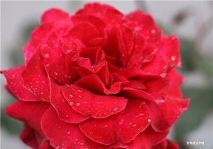 僵苗防治，要及时行动