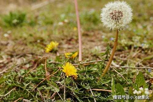 “天然净化草，蒲公英：野趣盎然，净化空气佳品！”