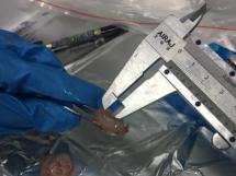 母猪繁殖难题及解决方案