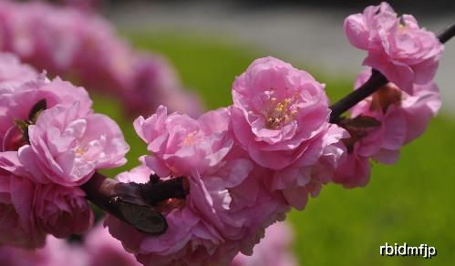 光照：阳光不够吗？