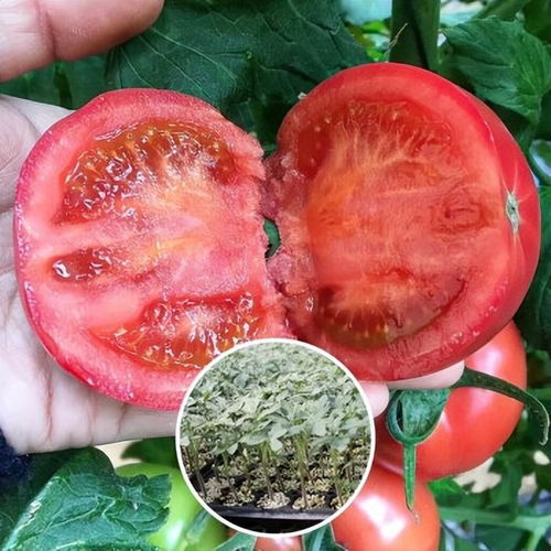 桃子种子播种时如何确保种子发芽率和提高成活率的具体技巧有哪些