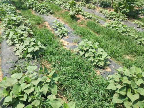 菠菜田杂草防治