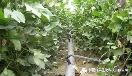 合理施肥，提高抗虫Neng力