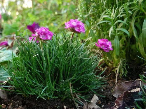 光照不足怎么补救？锡纸反光术！