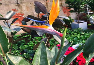 天堂鸟繁殖方法全揭秘