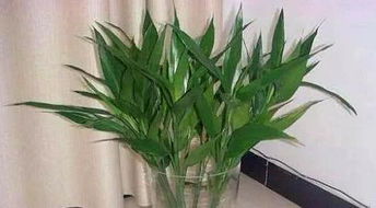 第一步：剪剪剪， 枯黄全剪掉