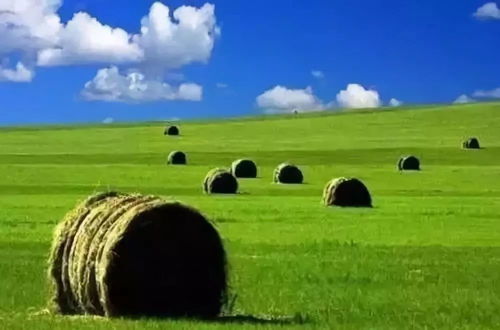 内蒙古老牧民巴特尔种外国树，琢磨出这些门道