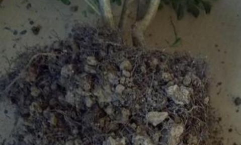 米兰根腐烂了怎么办？如何挽救这颗珍贵的宝石