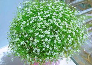 满天星浇水技巧，多浇少浇指南