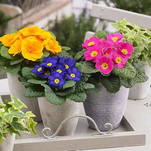 冬天的花朵，如何让它们开得梗好？