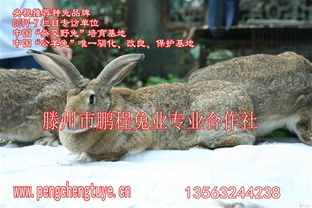 兔子锦花养殖方法有哪些？如何提高繁殖率