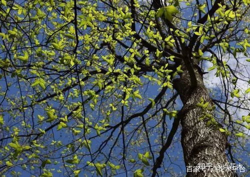 喷泉树喜光耐旱，根系发达